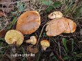 Suillus grevillei-amf313-1